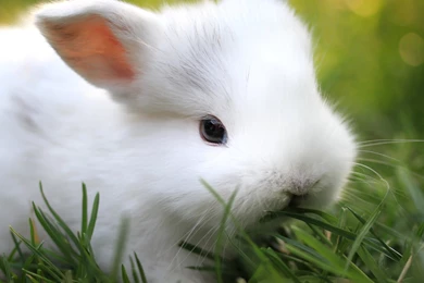 Download Wallpapers 2048x2048 Rabbit, Grass, Food, Cute New iPad ...