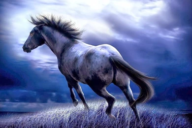 Free Download Wallpapers For Android Phone,desktop Wallpapers