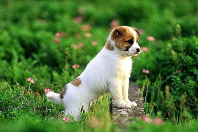 Full hd wallpapers for android Phone available download high.jpg