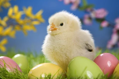 Wallpapers: Funny Chicks Wallpapers