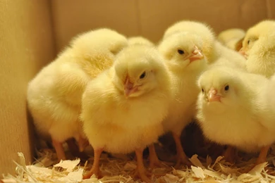 Pictures Of Baby Chicks   Wallpapers High Definition