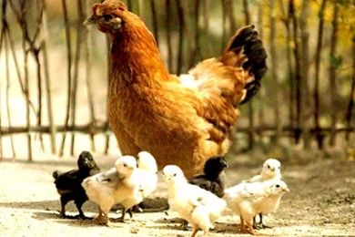 Hen With Chicks Wallpapers