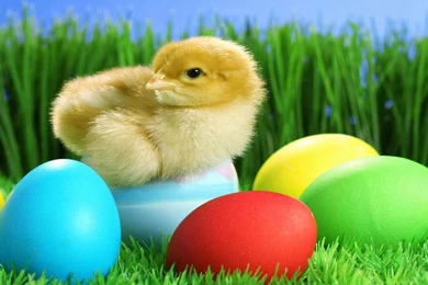 HD Chick Wallpapers   Wallpapers Cave