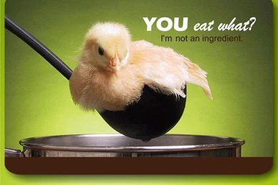 Don't Eat Cute Chicks Chicken Food Vegan HD Wallpapers