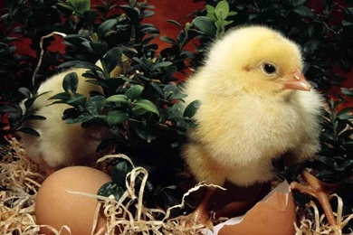 Easter Chicks (id: 96713) – BUZZERG