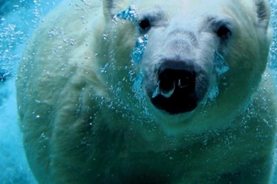 Where To Buy High Resolution Backgrounds iPhone 6 Wallpapers 4700 ...