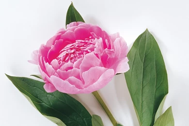 Rose Flower Wallpapers For Desktop   HD Wallpapers And Pictures