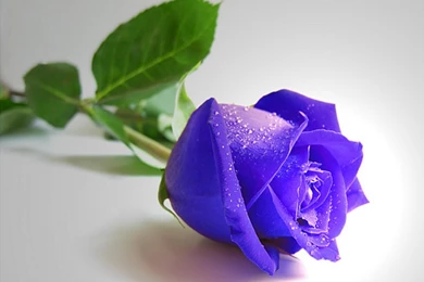 Beautiful blue rose flower wallpapers Free Download
