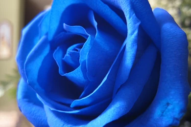 FreePhotoz Daily Wallpapers & Backgrounds   Nature > Flowers