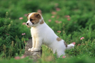 Puppy Wallpapers Download Free GB7