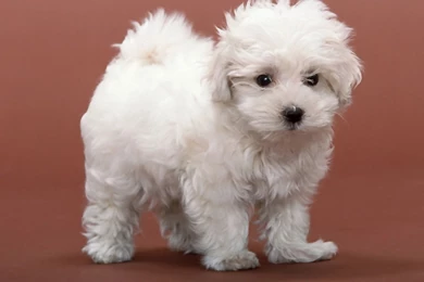 Design Puppy Wallpapers Free Download Puppy Wallpapers Free ...