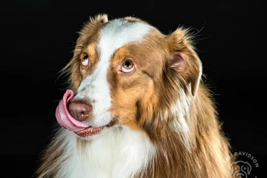 Cool Animals, Download Dog Wallpapers, Free Images, Hairy Dogs ...