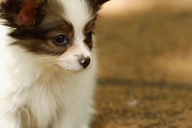 Download Free Cute Puppy Wallpapers For Mobile (6). Download Cute ...