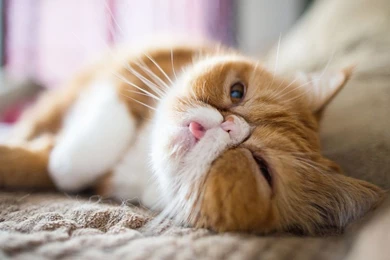 Persian Cat Wallpapers HD Download