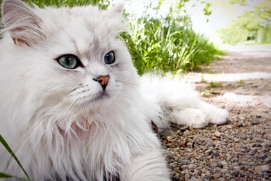 Persian Cat Hd Wallpapers