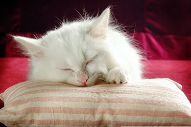 38pics] Adorable Persian Kittens And Persian Cat Wallpapers ...