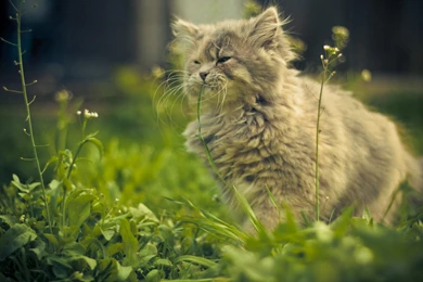 Persian Cat Hd Wallpapers