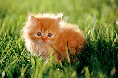 Persian Cat Hd Wallpapers