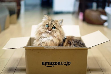 Persian Cat Wallpapers