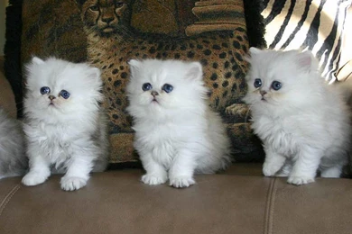Persian Cat Wallpapers
