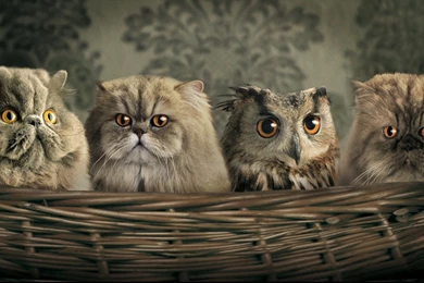 Persian Cats HD Wallpapers