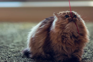 Persian Cat Playing With Red Thread