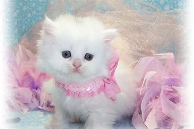 BABY OF PERSIAN CAT WALLPAPER   (