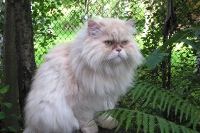 39 Persian Cat Hd Wallpapers Cool Desktop Widescreen Images ...