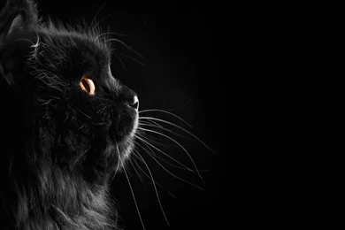 Persian HD Cat Wallpapers