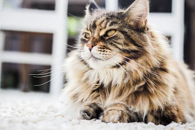 Persian Cat HD Wallpapers. 4K Wallpapers