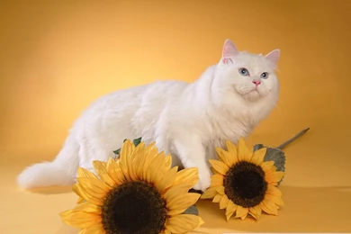 38pics] Adorable Persian Kittens And Persian Cat Wallpapers ...