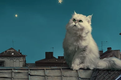 Download Wallpapers 1080x1920 White Persian Cat, Kitten, Fairy Tale ...