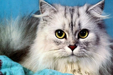 Animals: Grey Persian Cat, Picture Nr. 9778