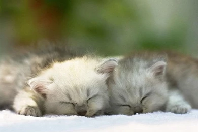 Black teacup persian cat hd cat halloween black cat cute wallpapers ...