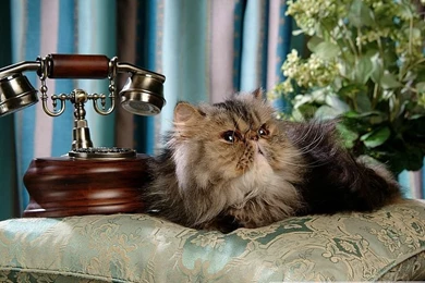 Photo: Fluffy Persian Kittens   Persian Cat Wallpapers 26   Wallcoo.net