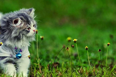 Persian Cats Hd (High Definition) Wallpapers