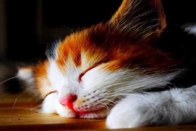 3D Cat Wallpapers Hd