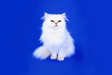 High Resolution Wallpaper: Funny Cats & Dogs Wallpapers