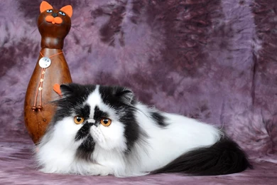 Download Wallpapers 3840x2160 Persian Cat, Figurine, Cat, Spotted ...