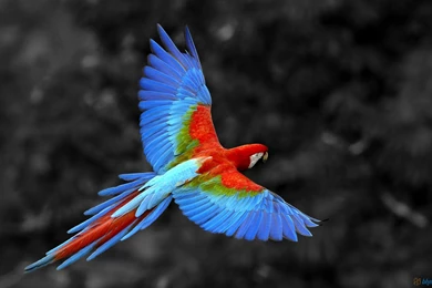 Bird Live HD Wallpaper Backgrounds