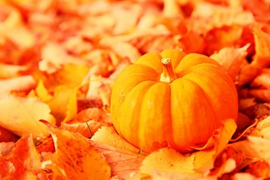Autumn Pumpkin Wallpaper Images
