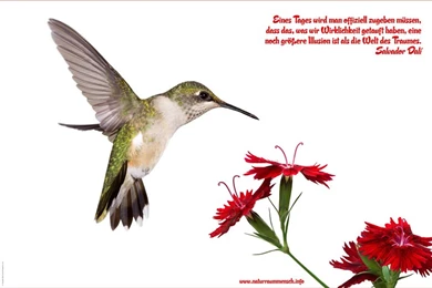 Downloads   Wallpapers   Feng Shui Wallpapers Dali Bird