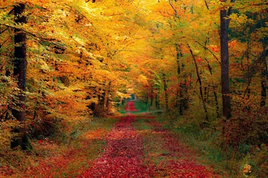 Falling Leaf On Forest Road Wallpapers