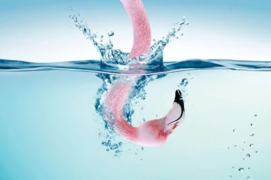 Free Water Splash Wallpapers