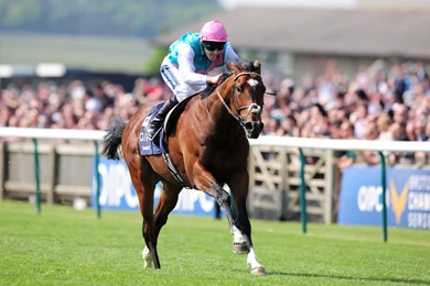 Animals Sports Horses British Horse Racing Frankel Jockey