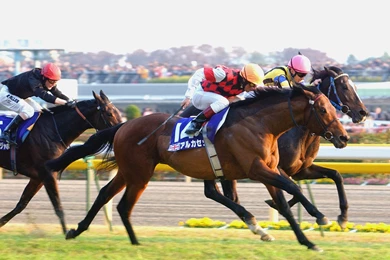 Horse Racing Computer Wallpapers, Desktop Backgrounds