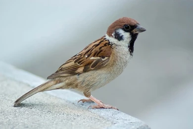 Sparrow Desktop And Mobile Wallpapers   Animals Town