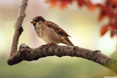 Sparrow HD Desktop Wallpapers : High Definition : Fullscreen ...