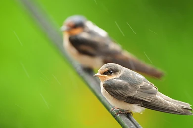 Lovely City Sparrow HD Photography Wallpapers － Animal Wallpapers ...