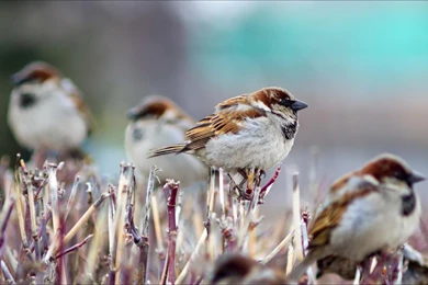 Sparrow Wallpapers   Android Apps On Google Play